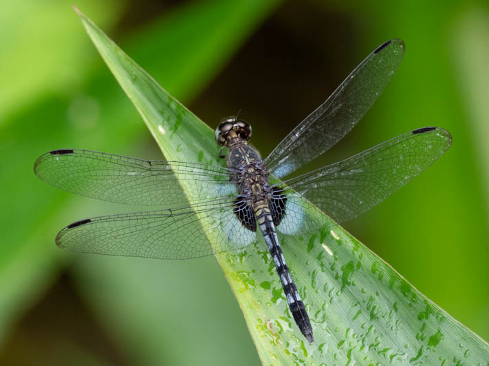 Erythrodiplax kimminsi (Chalk-marked Dragonlet) male.jpg